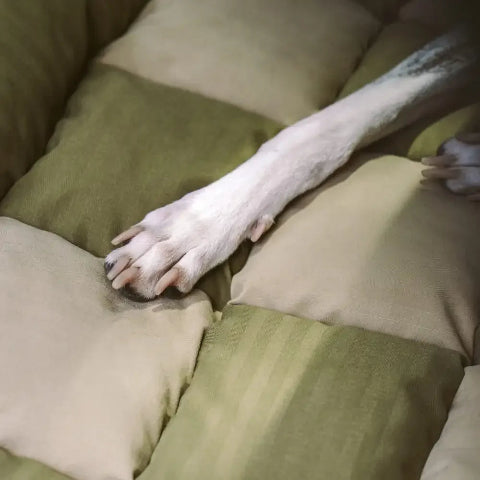Asiento de Auto Trasero para Perro – Instalación Fácil y Estabilidad 